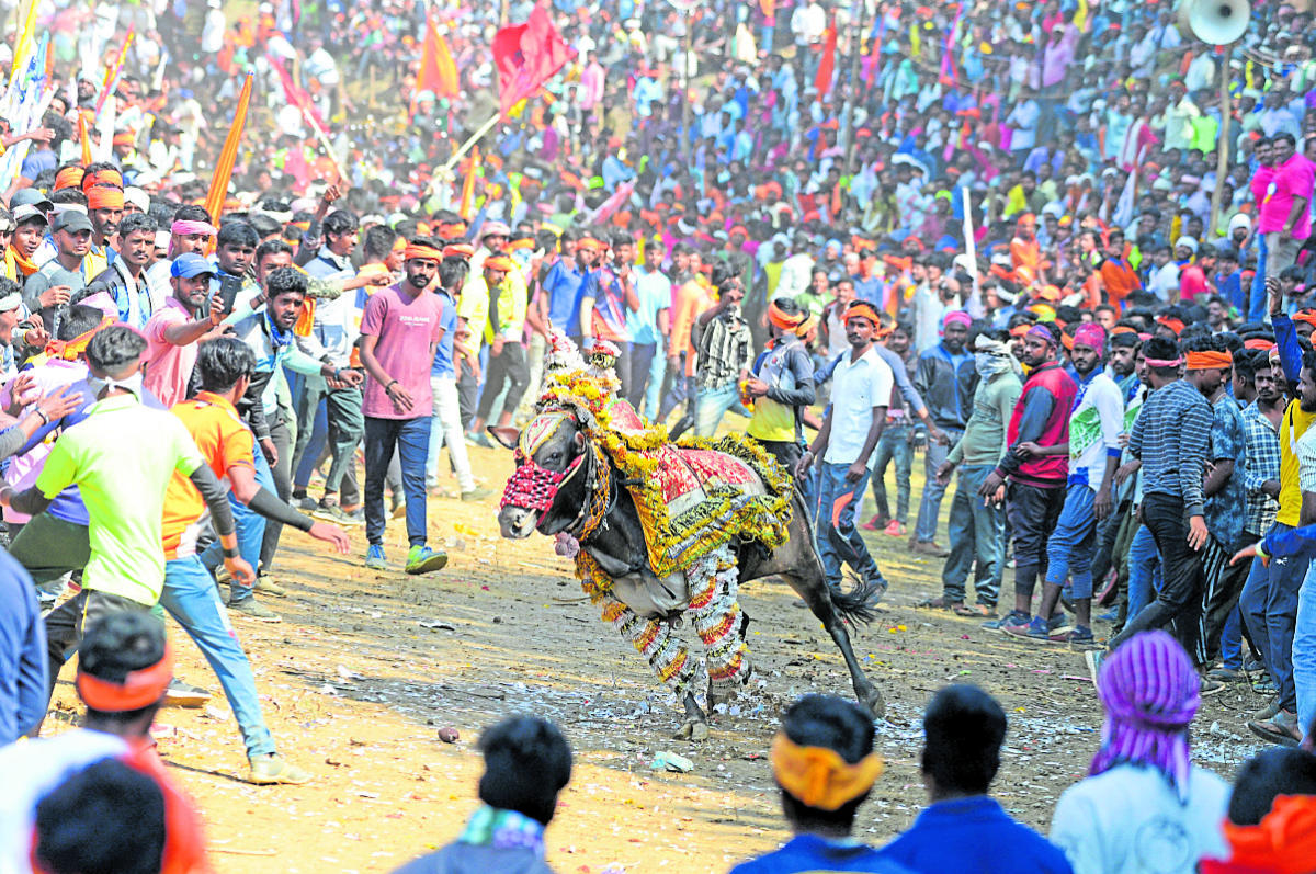 ನೀವು ಬೆದರಿಸಿದರೂ ನಾನು ಬಗ್ಗುವುದಿಲ್ಲ. ಗುರಿ ಮುಟ್ಟಲು ದಾರಿ ಹುಡುಕುವೆ... ಜನಸ್ತೋಮದ ನಡುವೆ ರೋಷಾವೇಶದ ಹೋರಿ