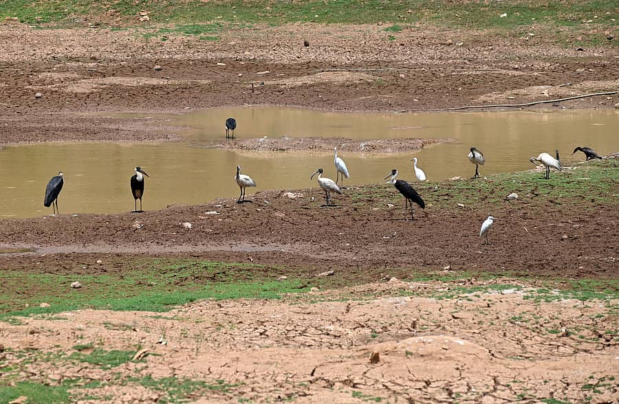 ಕನಿಷ್ಠ ನಾಲ್ಕು ತಿಂಗಳು ಮಳೆ ಕಾಣುವ ಮಂಗಳೂರು ನಗರದ ಸುತ್ತಮುತ್ತಲಿನ ಕೆರೆಗಳು ಏಪ್ರಿಲ್‌ ತಿಂಗಳು ಬಂದಾಗ ಈಸ್ಥಿತಿಗೆ ಬರುತ್ತವೆ. – ಪ್ರಜಾವಾಣಿ ಚಿತ್ರ / ಫಕ್ರುದ್ದೀನ್ ಎಚ್
