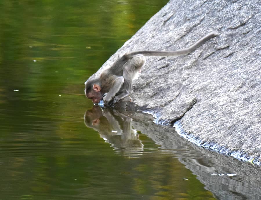 <div class="paragraphs"><p>ಸಂಗ್ರಹ ಚಿತ್ರ </p></div>