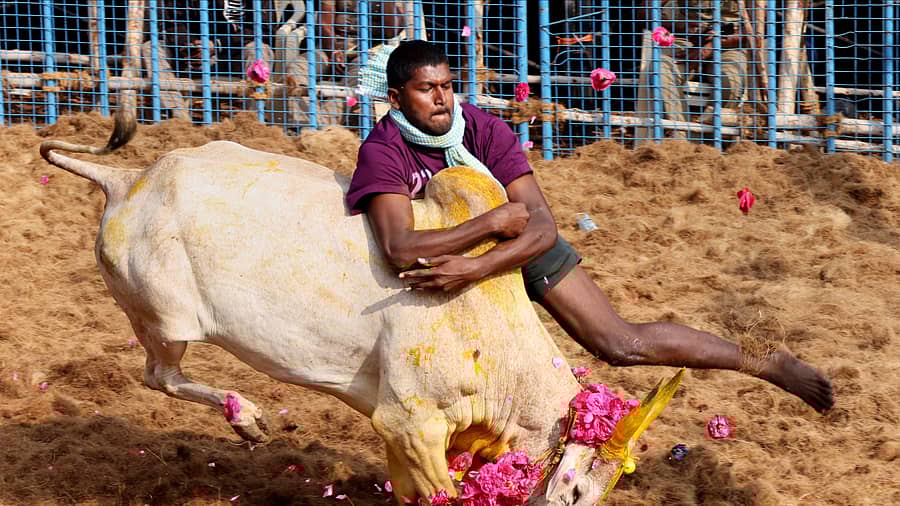 ಜಲ್ಲಿಕಟ್ಟು ಕ್ರೀಡೆ