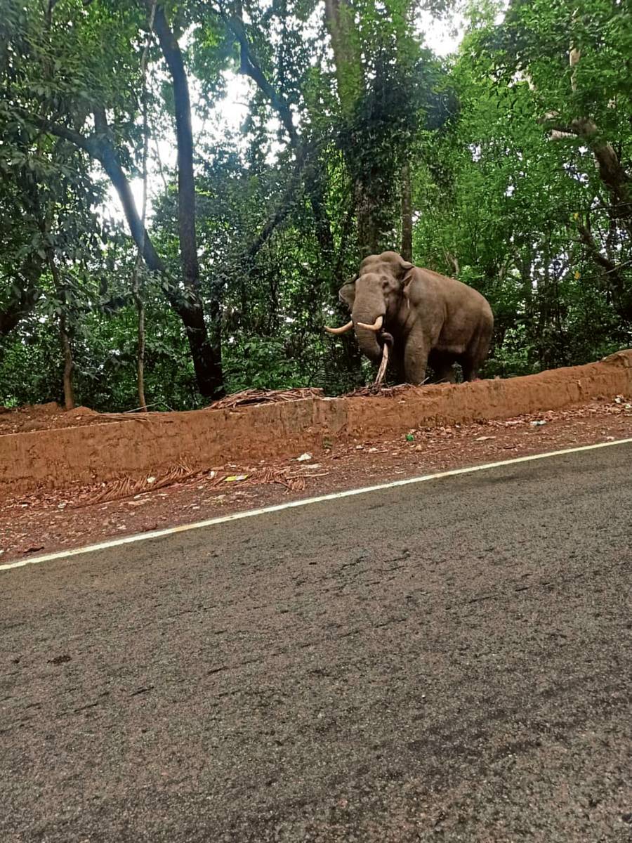 <div class="paragraphs"><p>ಒಂಟಿ ಸಲಗ</p></div>