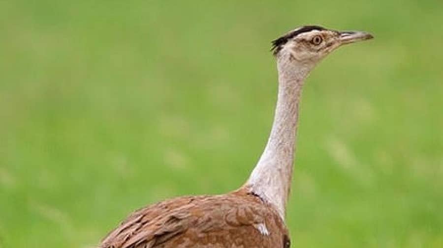 ಬಳ್ಳಾರಿ ಜಿಲ್ಲೆಯ ಸಿರುಗುಪ್ಪದಲ್ಲಿ ಕಾಣಿಸಿರುವ ಅಪರೂಪದ ಗ್ರೇಟ್‌ ಇಂಡಿಯನ್‌ ಬಸ್ಟರ್ಡ್‌ ಪಕ್ಷಿ.