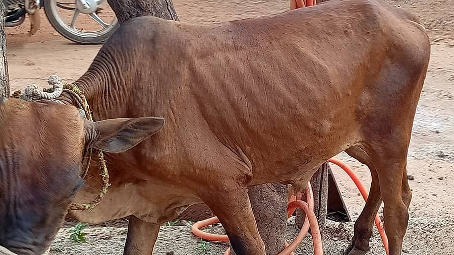 ಹುಮನಾಬಾದ್ ಸಮೀಪದ ಚಿಟಗುಪ್ಪ ತಾಲ್ಲೂಕಿನ ನಿರ್ಣಾವಾಡಿಯಲ್ಲಿ ಚರ್ಮಗಂಟು ರೋಗದಿಂದ ಬಳಲುತ್ತಿರುವ ಎತ್ತು