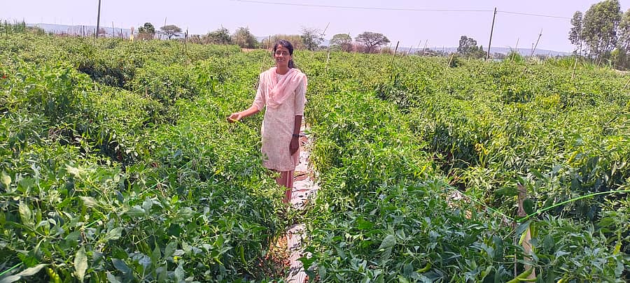 ಬೆಳಗಾವಿ ತಾಲ್ಲೂಕಿನ ಜಾಫರವಾಡಿಯ ತಮ್ಮ ಜಮೀನಿನಲ್ಲಿ ಮೆಣಸಿನಕಾಯಿ ಬೆಳೆದ ನಿಕಿತಾ ಪಾಟೀಲ
–ಪ್ರಜಾವಾಣಿ ಚಿತ್ರ