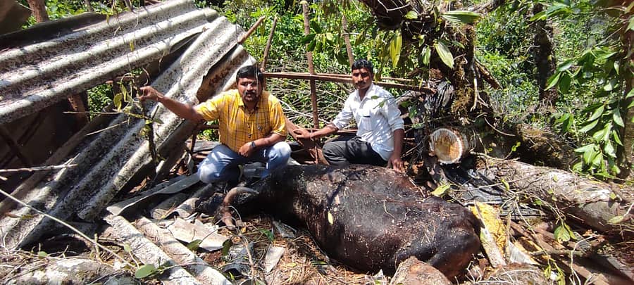 ಭಾಗಮಂಡಲ ಸಮೀಪದ ತಣ್ಣಿಮಾನಿ ಗ್ರಾಮದ ಕೃಷಿಕ ಮಲ್ಲೇಶ್ ಎಂಬವರ ದನದ ಕೊಟ್ಟಿಗೆಯ ಮೇಲೆ ಸೋಮವಾರ ಸಂಜೆ ಮರವೊಂದು ಮುರಿದು ಬಿದ್ದು ಎತ್ತು ಮೃತಪಟ್ಟಿದೆ.