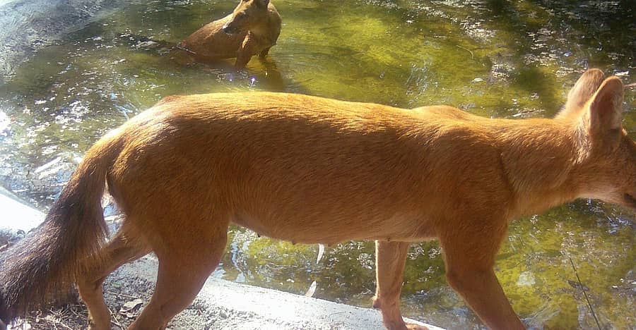 ಚಿತ್ರದುರ್ಗದ ಜೋಗಿಮಟ್ಟಿ ವನ್ಯಧಾಮದಲ್ಲಿ ಅರಣ್ಯ ಇಲಾಖೆಯ ಕ್ಯಾಮೆರಾದಲ್ಲಿ ಸೆರೆಯಾದ ಕೆನ್ನಾಯಿ.