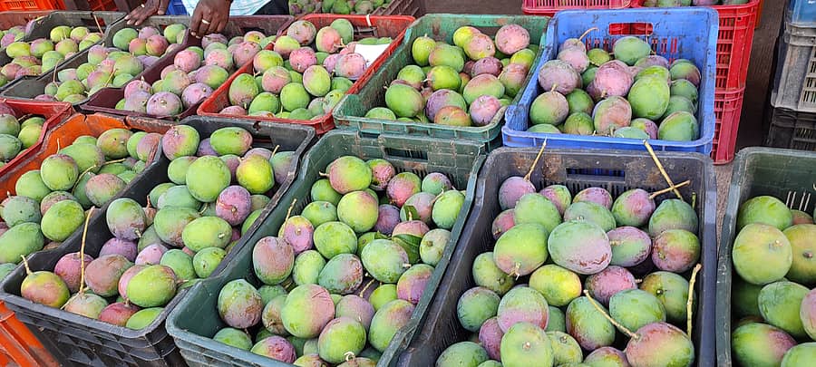 ರಾಮನಗರದ ಎಪಿಎಂಸಿಯಲ್ಲಿ ಮಾರಾಟಕ್ಕೆ ಬಂದ ಮಾವು
ಪ್ರಜಾವಾಣಿ ಚಿತ್ರ