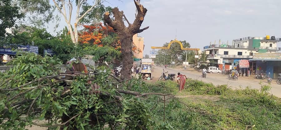 ನಾಲತವಾಡದ ವೀರೇಶ್ವರ ವೃತ್ತದಲ್ಲಿ ಕಾಲೇಜು ಮುಂಭಾಗದಲ್ಲಿರುವ ಮರ ಕೊಡಲಿ ಏಟಿಗೆ ಗುರಿಯಾಗಿರುವುದು