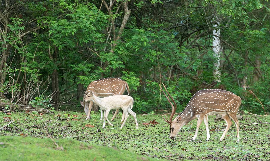 ಎಚ್.ಡಿ.ಕೋಟೆ ತಾಲ್ಲೂಕಿನ ಅಂತರಸಂತೆ ವಲಯದ ತಾರಕ ಜಲಾಶಯದ ಹಿನ್ನೀರು ಪ್ರದೇಶದ ರಸೂಲೈನ್ ಸಮೀಪ ಜಿಂಕೆ ಗುಂಪಿನಲ್ಲಿ ಬುಧವಾರ ಬೆಳಿಗ್ಗೆ ಸಫಾರಿಯಲ್ಲಿ ಬಿಳಿ ಬಣ್ಣದ ಜಿಂಕೆ ಕಾಣಿಸಿಕೊಂಡಿತು ಪ್ರಜಾವಾಣಿ ಚಿತ್ರ: ಸತೀಶ್ ಬಿ ಆರಾಧ್ಯ