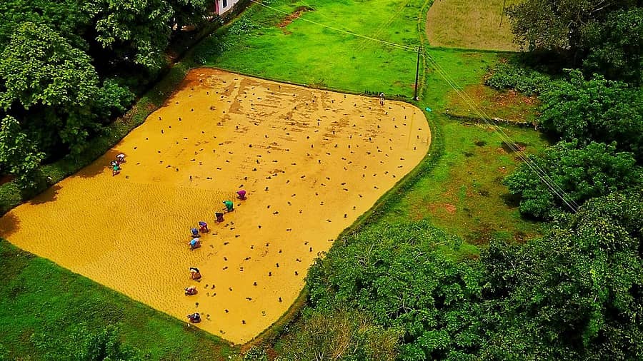 ಮೂಲ್ಕಿಯಲ್ಲಿ ನಡೆಯುತ್ತಿರುವ ಕೃಷಿ ನಾಟಿ ಕಾರ್ಯ ಡ್ರೋನ್ ಕ್ಯಾಮೆರಾದಲ್ಲಿ ಸೆರೆಯಾದ ಸೊಬಗು