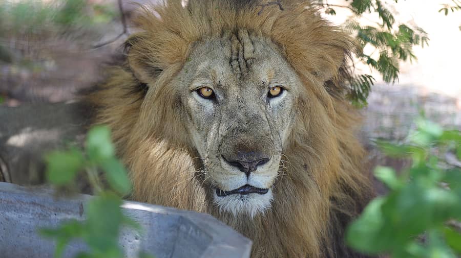 ಕಮಲಾಪುರದ ಅಟಲ್‌ ಬಿಹಾರಿ ವಾಜಪೇಯಿ ಅನ್ಯಜೀವಿ ಉದ್ಯಾನದಲ್ಲಿನ  ಸಿಂಹ –ಪ್ರಜಾವಣಿ ಚಿತ್ರ/ಲವ
