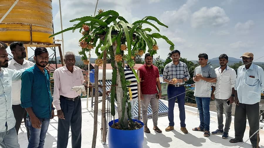 ಶನಿವಾರಸಂತೆ ಪಟ್ಟಣದ ಯುವ ರೈತ ನಂದಕುಮಾರ್ ನಿವಾಸದಲ್ಲಿ ತಾರಸಿ ಮೇಲೆ ಬೆಳೆದಿರುವ ಡ್ರ್ಯಾಗನ್ ಹಣ್ಣಿನ ಕೃಷಿಯ ಕುರಿತ ಕ್ಷೇತ್ರೋತ್ಸವ ಕಾರ್ಯಕ್ರಮ ಶನಿವಾರ ನಡೆಯಿತು. ಸೋಮವಾರಪೇಟೆ ತಾಲ್ಲೂಕಿನ ತೋಟಗಾರಿಕಾ ಇಲಾಖೆಯ ಸಹಾಯಕ ನಿರ್ದೇಶಕ ಮಂಜುನಾಥ ಜೆ ಶಟ್ಟಿ ಇದ್ದಾರೆ