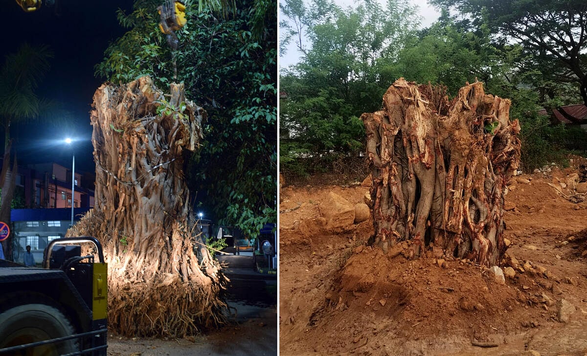 ಕಾರವಾರ: ನೂರು ವರ್ಷದ ಆಲದ ಮರ ಸ್ಥಳಾಂತರ