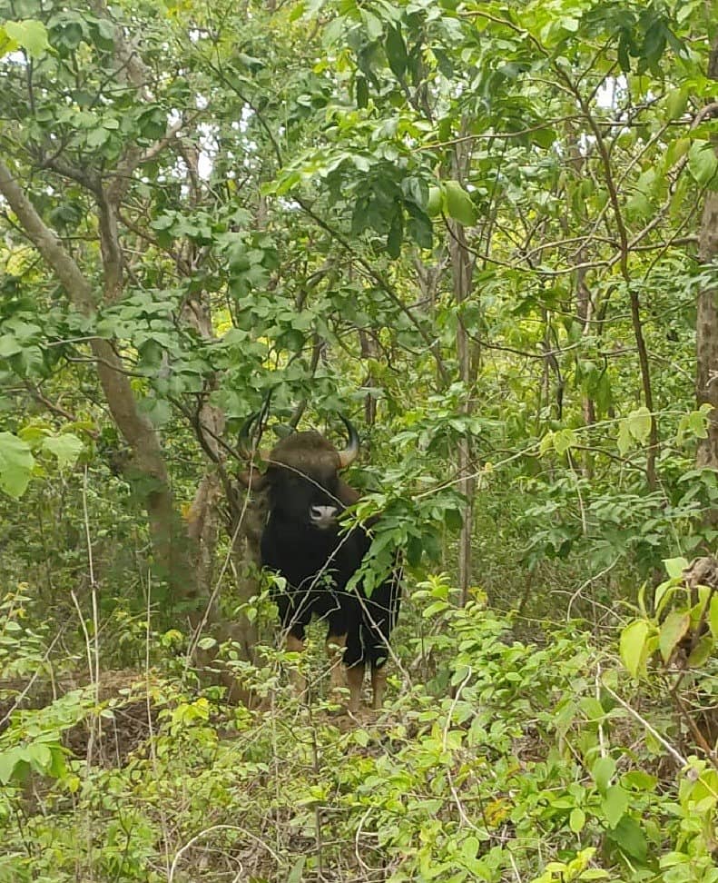 ಮುಂಡಗೋಡ ತಾಲ್ಲೂಕಿನ ವಡಗಟ್ಟಾ ಚೆಕ್ಪೋಸ್ಟ್ನಿಂದ ಅನತಿ ದೂರದಲ್ಲಿ ರಾಜ್ಯ ಹೆದ್ದಾರಿ ಪಕ್ಕ ಕಂಡು ಬಂದ ಕಾಡುಕೋಣ