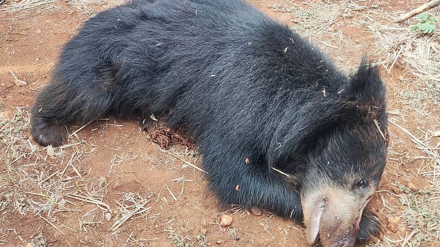 ಮೃತ ಕರಡಿ