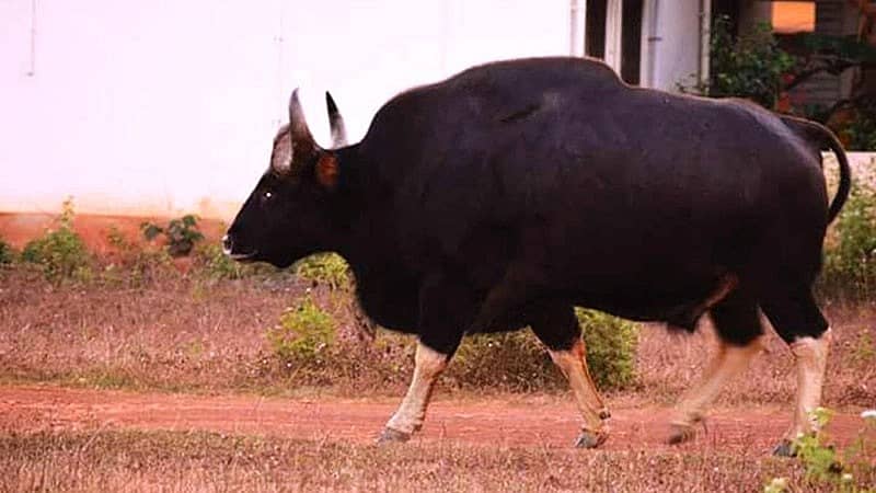 ಕಾಡುಕೋಣ (ಪ್ರಾತಿನಿಧಿಕ ಚಿತ್ರ)