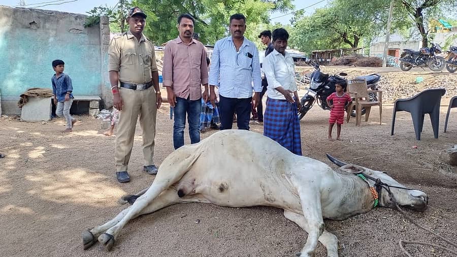 ಸುರಪುರ ತಾಲ್ಲೂಕಿನ ಶೆಳ್ಳಗಿ ಗ್ರಾಮದಲ್ಲಿ ಸಿಡಿಲು ಬಡಿದು ಎತ್ತು ಮೃತಪಟ್ಟಿರುವುದು