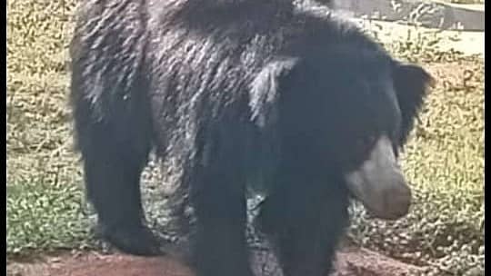 ಹೊಸದುರ್ಗ ಪಟ್ಟಣದಲ್ಲಿ ಕಾಣಿಸಿಕೊಂಡ ಕರಡಿ