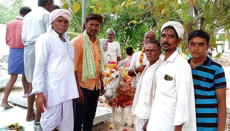 ಗುರುಮಠಕಲ್ ತಾಲ್ಲೂಕಿನ ಪಾಡುಪಲ್ಲಿ ಗ್ರಾಮದಲ್ಲಿ ಮಳೆಗಾಗಿ ಕತ್ತೆ ಮೆರವಣಿಗೆ ಮಾಡಿದ ಗ್ರಾಮಸ್ಥರು