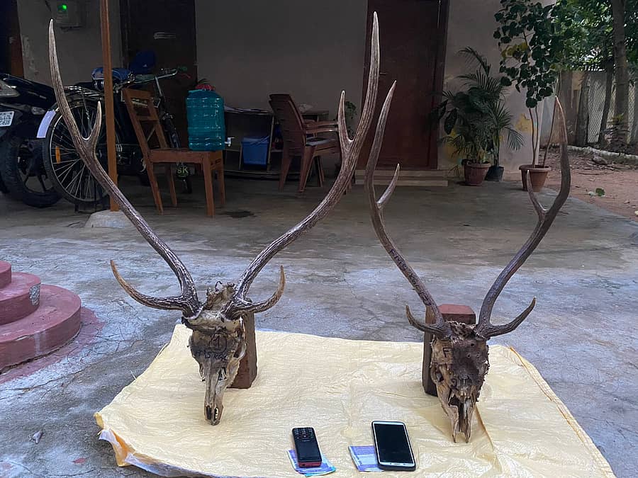 ಪೊಲೀಸರು ವಶಪಡಿಕೊಂಡ ಎರಡು ಜಿಂಕೆಯ ತಲೆ ಬುರುಡೆ