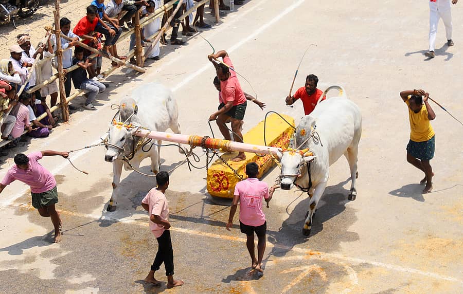 ರಾಯಚೂರಿನ ರಾಜೇಂದ್ರ ಗಂಜ್‌ನಲ್ಲಿ ಮುನ್ನೂರು ಕಾಪು ಸಮಾಜ ವತಿಯಿಂದ ಆಯೋಜಿಸಿರುವ ಮುಂಗಾರು ಸಾಂಸ್ಕೃತಿಕ ರಾಯಚೂರು ಹಬ್ಬದ ಅಂಗವಾಗಿ ಶನಿವಾರ ನಡೆದ ಭಾರದ ಕಲ್ಲು ಎಳೆಯುವ ಸ್ಪರ್ಧೆಯಲ್ಲಿ 1.50 ಟನ್ ಭಾರದ ಕಲ್ಲು ಎಳೆದ ಎತ್ತುಗಳು
