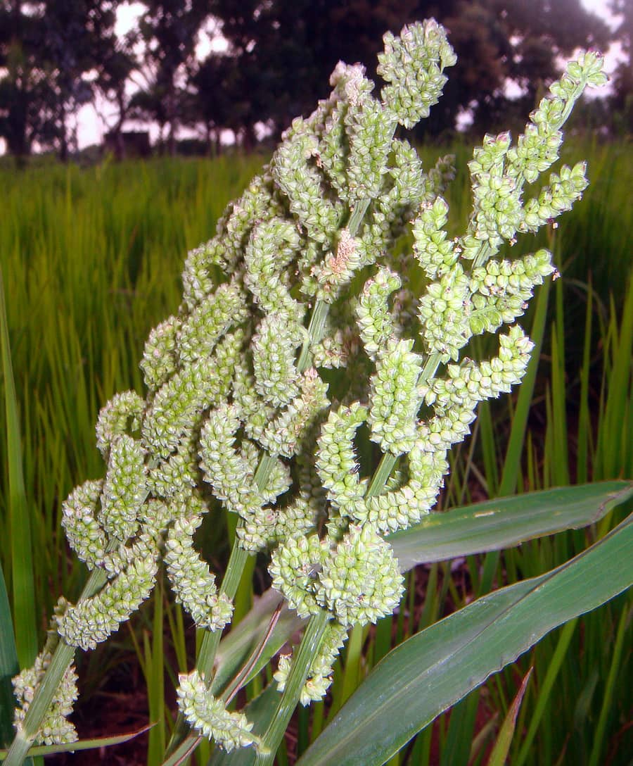 ಯಳಂದೂರು ತಾಲ್ಲೂಕಿನ ಹೊನ್ನೂರು-ಕೆಸ್ತೂರು ಸುತ್ತಮುತ್ತ ಬೆಳೆಯುತ್ತಿದ್ದ ಸಿರಿಧಾನ್ಯ (ಸಂಗ್ರಹ ಚಿತ್ರ)
