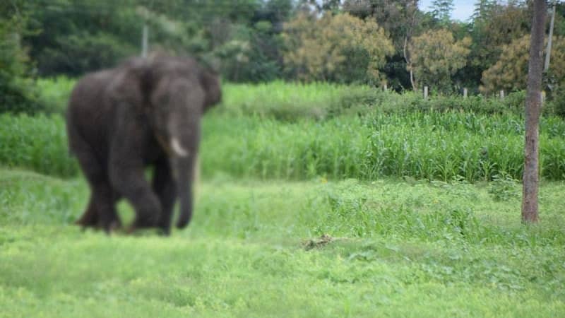 ಆನೆ ದಾಳಿ–ಸಾಂದರ್ಭಿಕ ಚಿತ್ರ