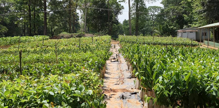 ಶಿರಸಿ ತಾಲ್ಲೂಕಿನ ಕೆಂಗ್ರೆಯಲ್ಲಿರುವ ಅರಣ್ಯ ಇಲಾಖೆಯ ಸಸ್ಯಕ್ಷೇತ್ರದಲ್ಲಿ ಬೆಳೆಸಲಾದ ವಿವಿಧ ಬಗೆಯ ಸಸಿಗಳು