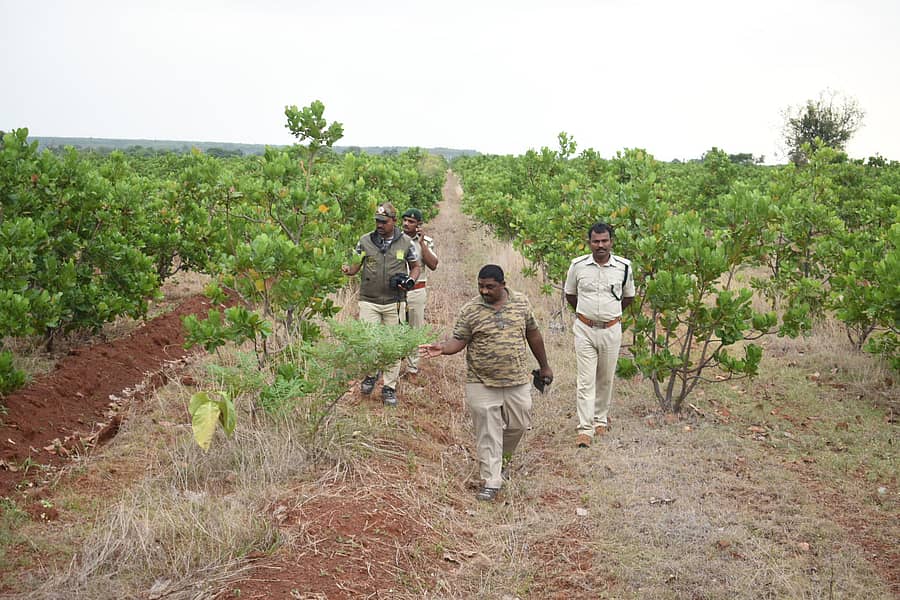 ಚಿಂಚೋಳಿ ವನ್ಯಜೀವಿ ಧಾಮದಲ್ಲಿರುವ ರಾಜ್ಯದ ಗಡಿಗ್ರಾಮ ಮೊಗದಂಪುರದಲ್ಲಿ ಒತ್ತುವರಿದಾರರಿಂದ ತೆರವು ಮಾಡಿ ಕಾಜು (ಗೋಡಂಬಿ) ಸಸಿಗಳನ್ನು ಅರಣ್ಯಾಧಿಕಾರಿಗಳು ವೀಕ್ಷಿಸಿದರು