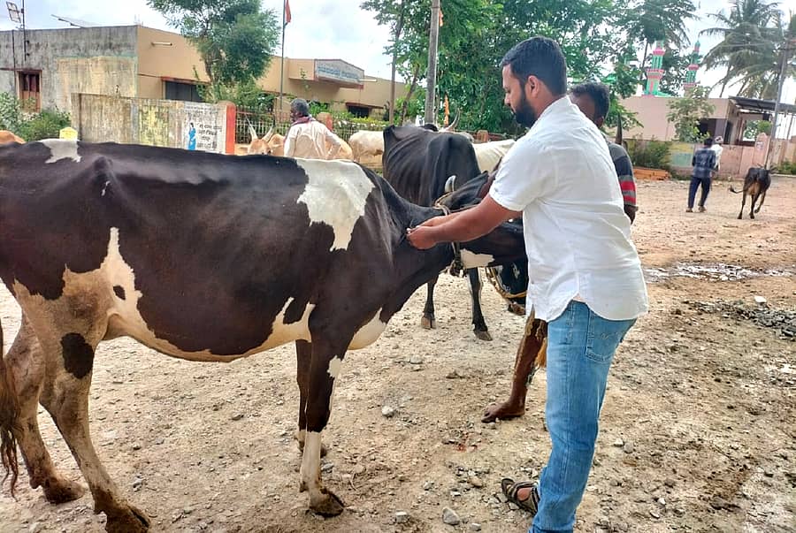 ಸೀಮೆಹಸುವಿಗೆ ಚರ್ಮಗಂಟು ರೋಗ ನಿರೋಧಕ ಲಸಿಕೆ ಹಾಕುತ್ತಿರುವ ದೃಶ್ಯ