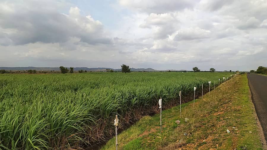 ಸುರಪುರ ತಾಲ್ಲೂಕಿನ ನಾಗರಾಳ ಸೀಮಾಂತರದಲ್ಲಿ ಬೆಳೆದಿರುವ ಕಬ್ಬು