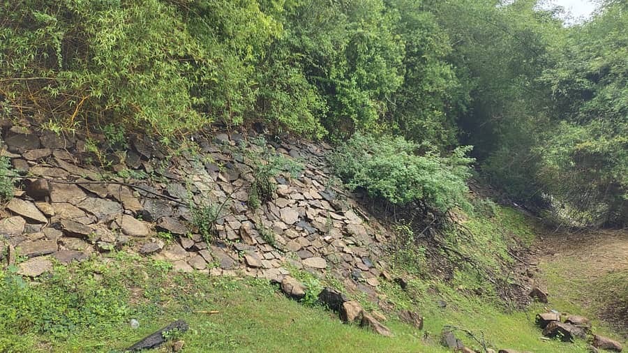 ಉಂಬ್ಳೆಬೈಲು ಬಳಿ ಭದ್ರಾ ಜಲಾಶಯದ ತಡೆಗೋಡೆ ಮೇಲೆ ಬಿದಿರು ಮೆಳೆ ಬೆಳೆದಿದ್ದು, ಗೋಡೆ ಸಡಿಲವಾಗಿದೆ.