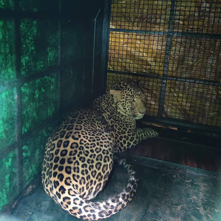 ಬೋನಿಗೆ ಬಿದ್ದ ಚಿರತೆ 