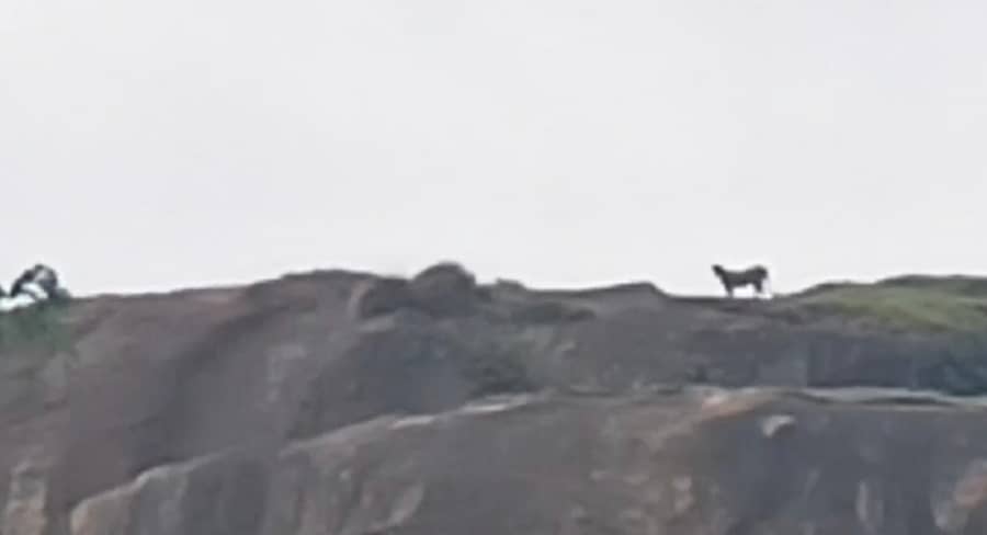 ಹನೂರು ಸಮೀಪದ ಮಧುವನಹಳ್ಳಿ ಗ್ರಾಮದ ಸಿದ್ದಪ್ಪನ ಬೆಟ್ಟದಲ್ಲಿ ಕಾಣಿಸಿಕೊಂಡಿರುವ ಚಿರತೆ (ವಿಡಿಯೋ ಚಿತ್ರ)