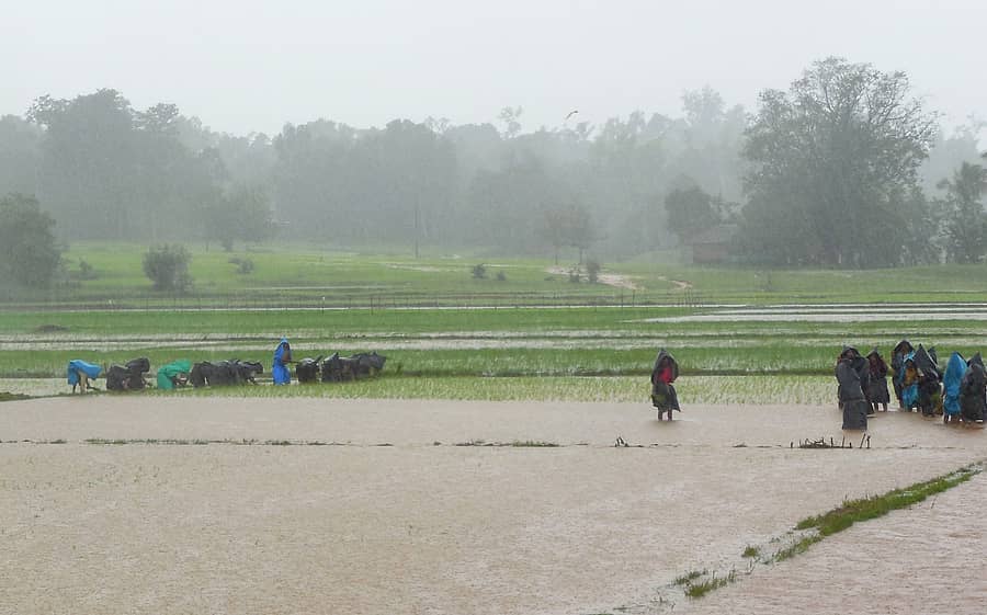 ಶಿರಸಿ ಭಾಗದಲ್ಲಿ ಮಳೆ ಚುರುಕಾದ ಪರಿಣಾಮ ಭತ್ತದ ಗದ್ದೆಯಲ್ಲಿ ನಾಟಿಗೆ ಸಜ್ಜಾಗಿರುವ ಕೂಲಿ ಕಾರ್ಮಿಕರು