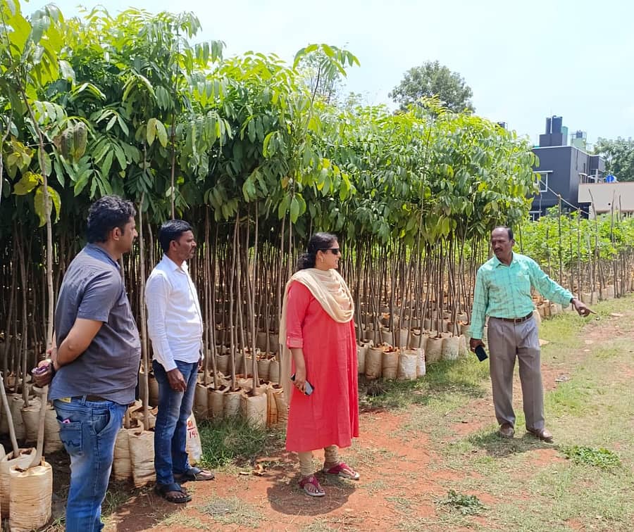 ‘ಹಸಿರು ಬೆಂಗಳೂರು’ ಅಭಿಯಾನಕ್ಕೆ ಯಲಹಂಕ ನರ್ಸರಿಯಲ್ಲಿ ಸಿದ್ಧವಿರುವ ಸಸಿಗಳನ್ನು ಉಪ ಅರಣ್ಯ ಸಂರಕ್ಷಣಾಧಿಕಾರಿ ಸರೀನಾ ಸಿಕ್ಕಲಿಗರ್ ಪರಿಶೀಲಿಸಿದರು