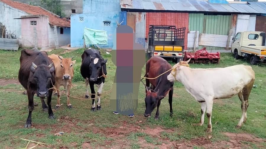 ಎಚ್.ಡಿ.ಕೋಟೆ ತಾಲ್ಲೂಕಿನ ಕೆ.ಯಡತೊರೆ ಬಳಿ ಕಳುವಾಗಿದ್ದ ಜಾನುವಾರುಗಳು ಹುಣಸೂರು ಪಟ್ಟಣದ ಬಳಿ ಆರೋಪಿಗಳಿಂದ ಪೊಲೀಸರು ವಶಪಡಿಸಿಕೊಂಡಿರುವ ಜಾನುವಾರುಗಳು