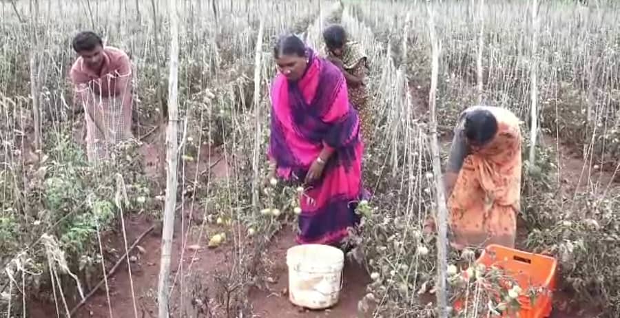 ಚಿತ್ರದುರ್ಗ ತಾಲ್ಲೂಕಿನ ತಾಲ್ಲೂಕಿನ ಭರಮಸಾಗರ ಹೋಬಳಿಯ ಸೀಗೆಹಳ್ಳಿಯ ರಂಗಸ್ವಾಮಿ ಅವರ ಜಮೀನಿನಲ್ಲಿ ಬೆಳೆದ ಟೊಮೆಟೊವನ್ನು ಗುರುವಾರ ಕೊಯ್ಲು ಮಾಡಲಾಯಿತು 