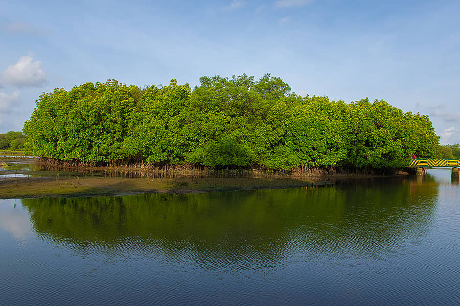mangrove forest