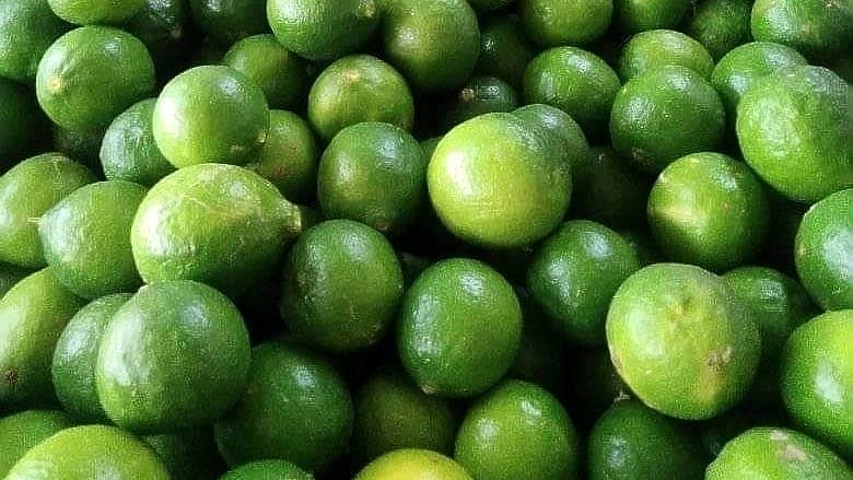 ಕರ್ನಾಟಕದ ಲಿಂಬೆ ಕಣಜ ಎಂದೇ ಪ್ರಸಿದ್ಧವಾಗಿರುವ ವಿಜಯಪುರ ಜಿಲ್ಲೆಯಲ್ಲಿ ರೈತರು ಬೆಳೆಯುವ ‘ಕಾಗ್ಜಿ’ ತಳಿಯ ಲಿಂಬೆ ಹಣ್ಣುಗಳ ರಾಶಿ