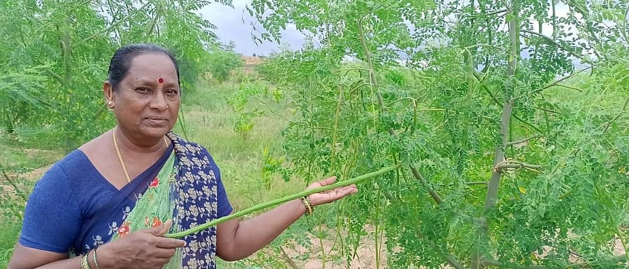 ಕಾಯಿಕಟ್ಟಿದ ನುಗ್ಗೆ ಗಿಡದ ಜೊತೆ ಶಶಿಕುಮಾರ್‌ ಅವರ ತಾಯಿ ಜಿ.ವಿ.ಜಯಮ್ಮ