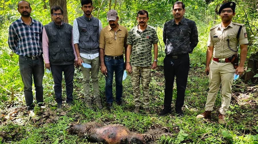 ನಾಗರಹೊಳೆ ಅರಣ್ಯದಲ್ಲಿ ಹುಲಿ ಮತ್ತು ಚಿರತೆ ಕಾದಾಟದಲ್ಲಿ ಹೆಣ್ಣು ಚಿರತೆ ಸತ್ತಿದ್ದು, ಸ್ಥಳಕ್ಕೆ ಹುಲಿ ಯೋಜನೆ ನಿರ್ದೇಶಕ ಹರ್ಷಕುಮಾರ್ ಚಿಕ್ಕನರಗುಂದ ಮತ್ತು ತಂಡದವರು ಭೇಟಿ ನೀಡಿ ಪರಿಶೀಲಿಸಿದರು