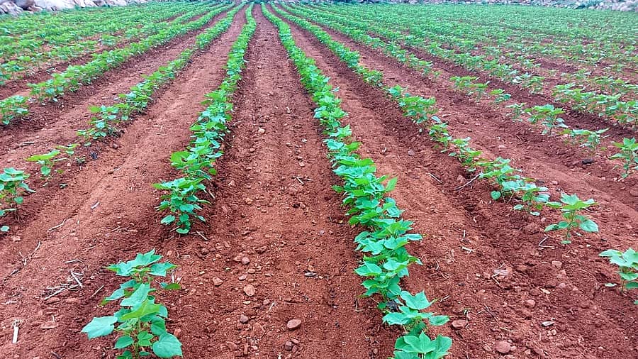 ಹುಣಸಗಿ ತಾಲ್ಲೂಕಿನ ಮಂಜಲಾಪುರ ಹಳ್ಳಿ ಗ್ರಾಮದಲ್ಲಿ ಬೆಳೆದಿರುವ ಹತ್ತಿ ಬೆಳೆ ಮಳೆಯಿಂದ ನಳನಳಿಸುತ್ತಿರುವುದು