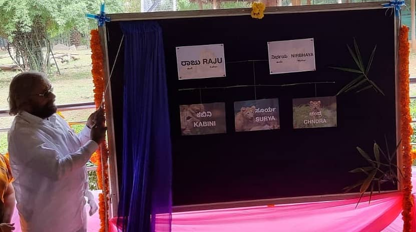ಮೈಸೂರಿನ ಚಾಮರಾಜೇಂದ್ರ ಮೃಗಾಲಯದಲ್ಲಿರುವ ಒಂದು ವರ್ಷದ ಮೂರು ಸಿಂಹದ ಮರಿಗಳಿಗೆ ನಾಮಕರಣ ಪ್ರಕ್ರಿಯೆಯನ್ನು ಅರಣ್ಯ ಸಚಿವ ಈಶ್ವರ ಬಿ.ಖಂಡ್ರೆ ಭಾನುವಾರ ನೆರವೇರಿಸಿದರು