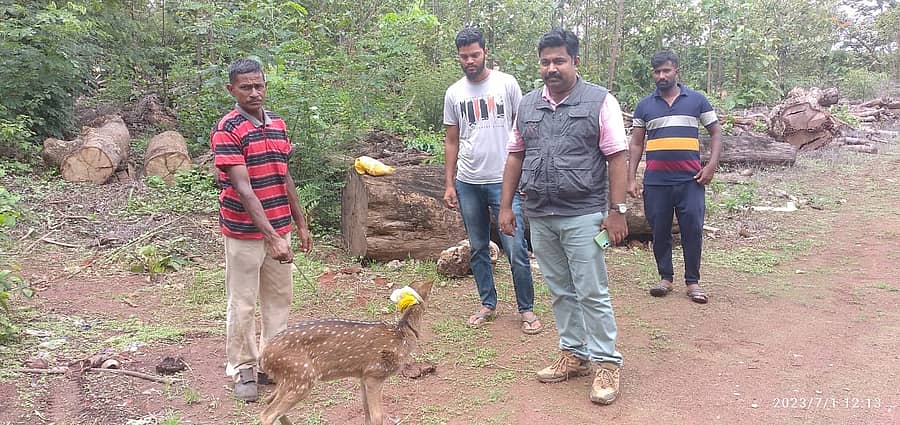 ಸೊರಬದ ತಾಲ್ಲೂಕಿನ ನಂದಿ ಗ್ರಾಮದಲ್ಲಿ ಗಾಯಗೊಂಡ ಜಿಂಕೆ ಮರಿಗೆ ಚಿಕಿತ್ಸೆ ನೀಡಿದ ಅರಣ್ಯ ಇಲಾಖೆ ಸಿಬ್ಬಂದಿಗಳು