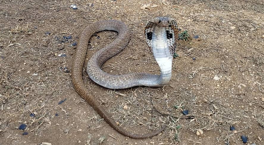 <div class="paragraphs"><p>ನಾಗರಹಾವು</p></div>