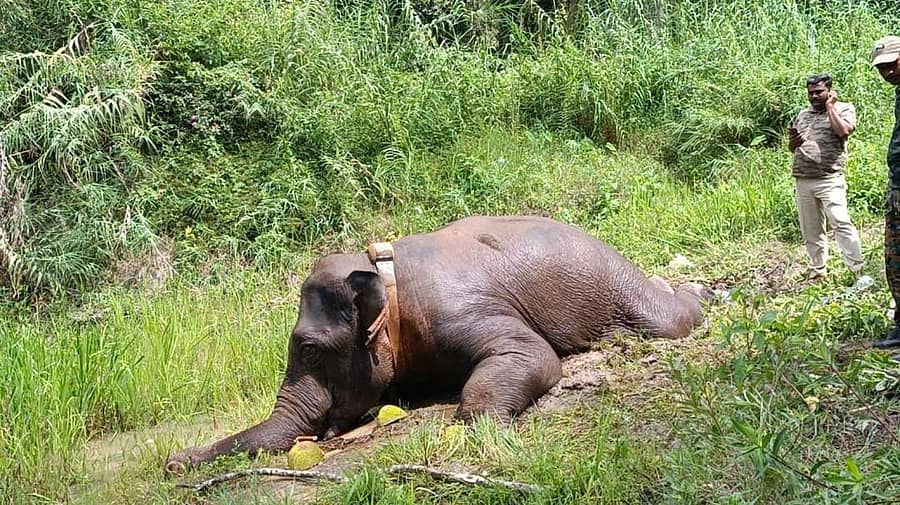 ಸಕಲೇಶಪುರ ತಾಲ್ಲೂಕಿನ ಮಠಸಾಗರ ಬಳಿ ನಿತ್ರಾಣಗೊಂಡು ಮಲಗಿದ್ದ ಕಾಡಾನೆ ಕಾಂತಿ