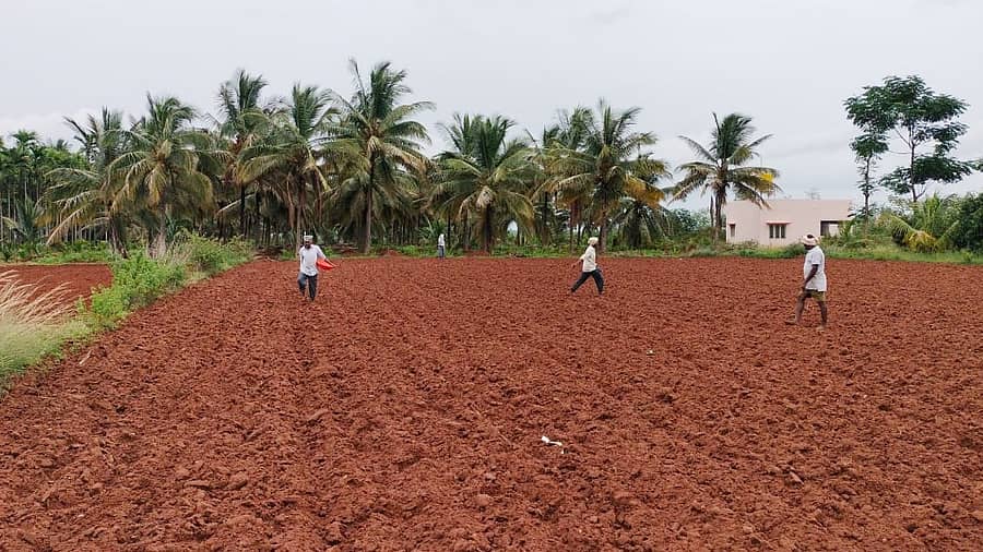 ತುಮಕೂರು ಹೊರ ವಲಯದ ಗೂಳೂರು ಸಮೀಪ ರೈತರು ರಾಗಿ ಬಿತ್ತನೆ ಮಾಡುತ್ತಿರುವುದು
