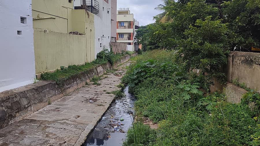 ಮೈಸೂರಿನ ವಿದ್ಯಾರಣ್ಯಪುರಂನ ಇನ್ಸ್ಟಿಟ್ಯೂಟ್ ಆಫ್ ಎಜ್ಯುಕೇಶನ್ ಹಿಂಭಾಗ ರಾಜಕಾಲುವೆಯಲ್ಲಿ ಆಳೆತ್ತರದ ಕಳೆ ಬೆಳೆದು ಸೊಳ್ಳೆಗಳ ಆಗರವಾಗಿರುವುದು