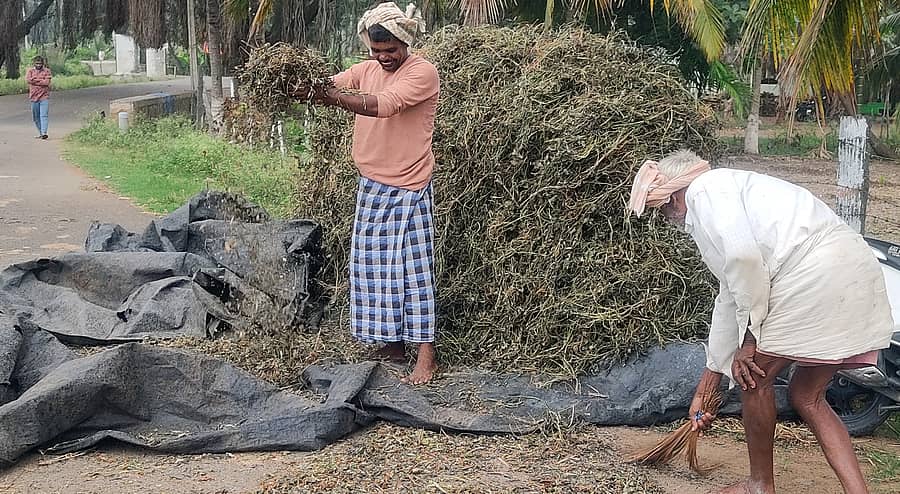 ಯಳಂದೂರು ತಾಲ್ಲೂಕಿನ ಕಂದಹಳ್ಳಿ ಬಳಿ ಕೃಷಿಕರು ತುಂತುರು ಮಳೆ ನಡುವೆ ಎಳ್ಳು ಒಣಗಿಸಲು ಪ್ರಯಾಸಪಟ್ಟರು